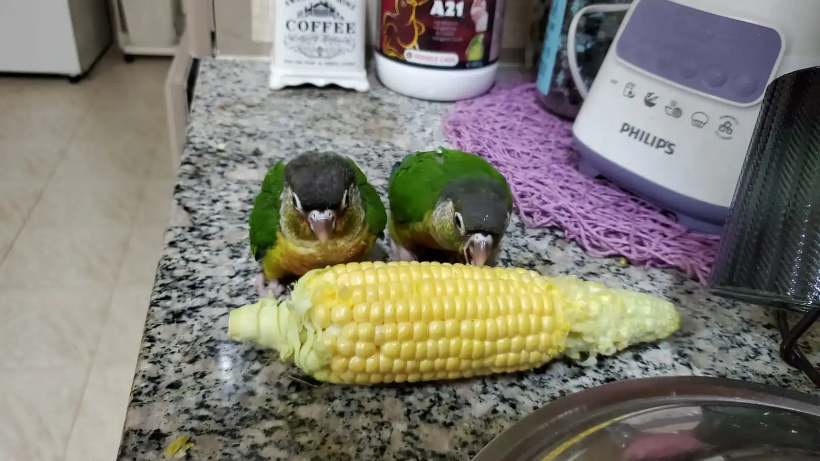 Corn eating.webp