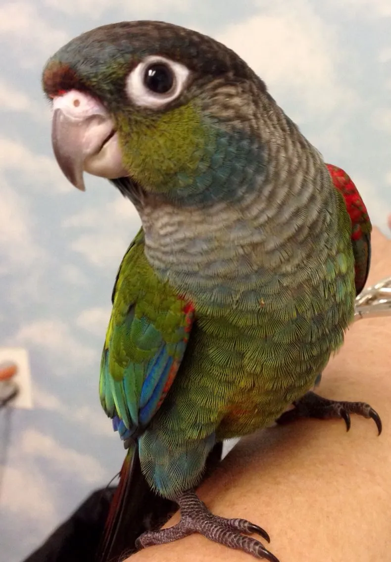 Crimson bellied conure baby.webp