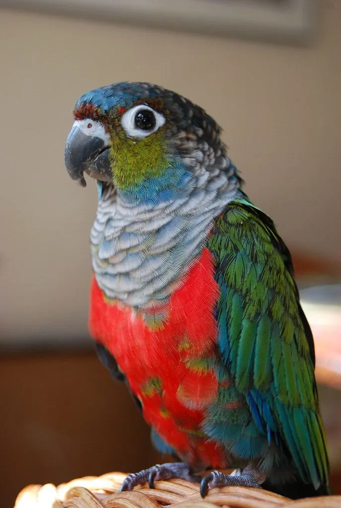 Crimson bellied conure.webp