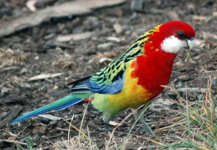 Eastern Rosella.webp