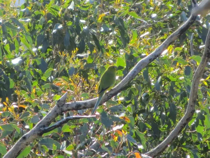 Elegant Parrot Perched.webp