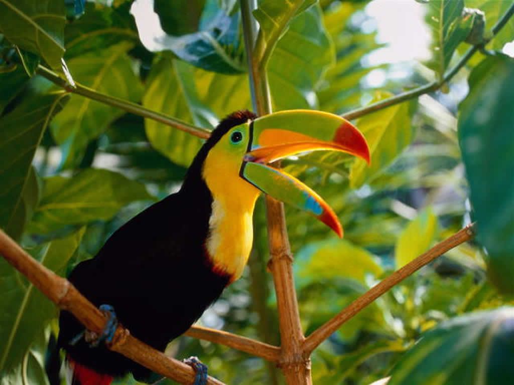 Exotic Parrot Wallpaper