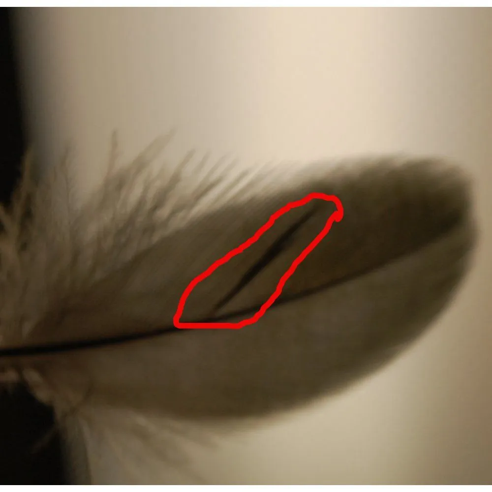 feather1.webp