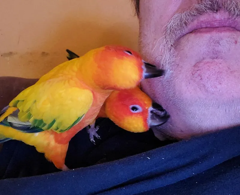 Getting preened by two sun conures!!!.webp