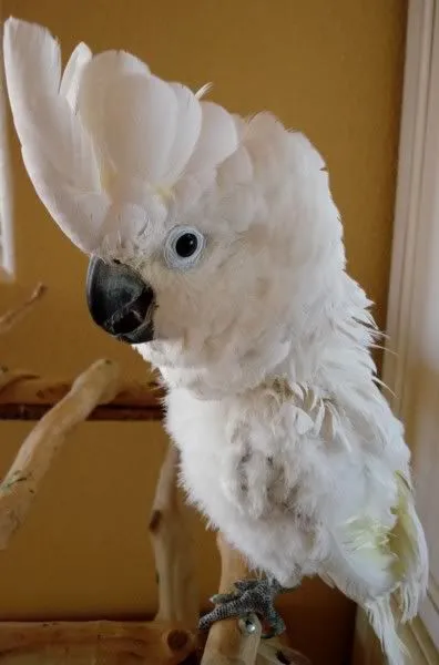 Gof:cockatoo.webp