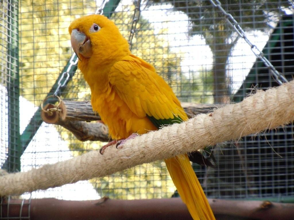 Golden Conures