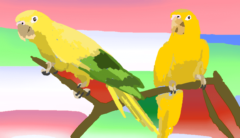 Golden conures