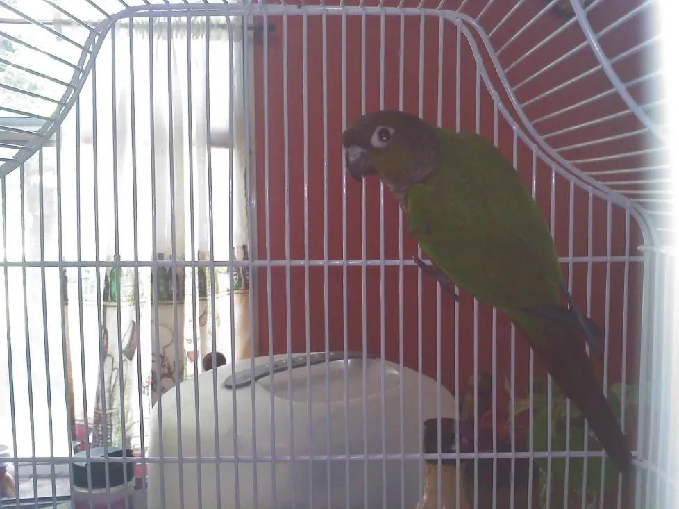 Green Cheek Conure.webp