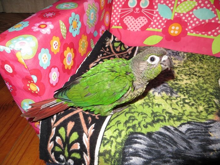 Green Cheek Conure