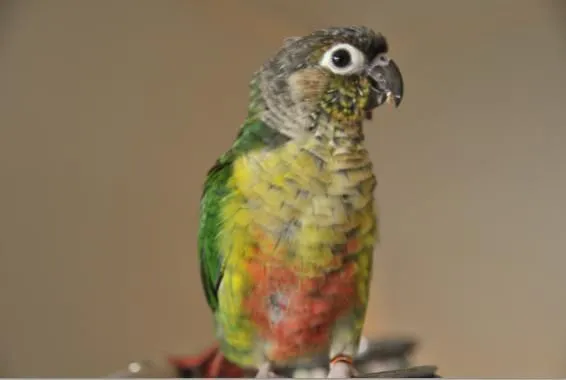 green cheek molting.webp