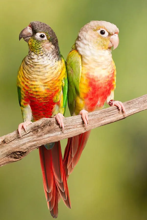 green-cheeked-conure-and-pineapple-david-kenny.webp