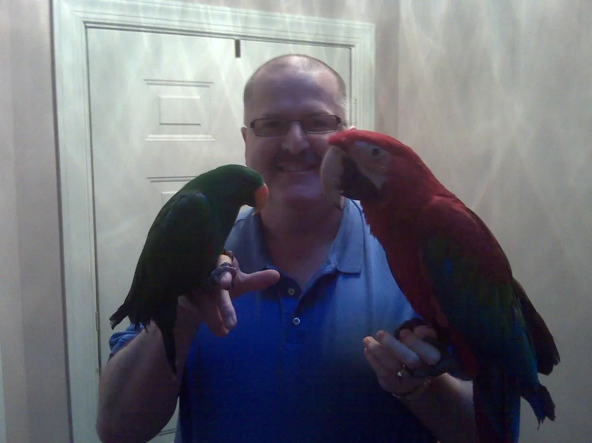 GW Neleno, Eclectus Guapo.webp