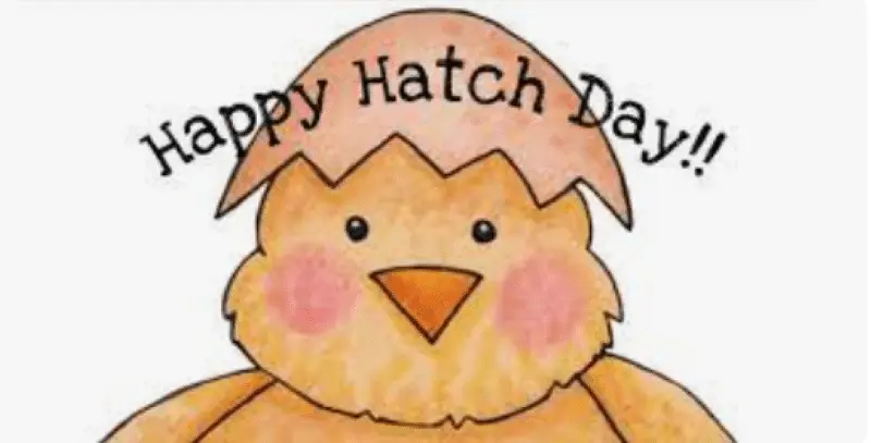 hatchday.webp