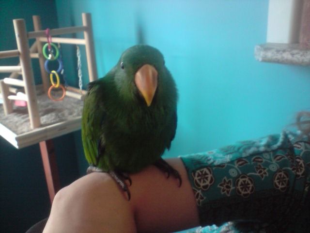 Jack, My Baby Eclectus