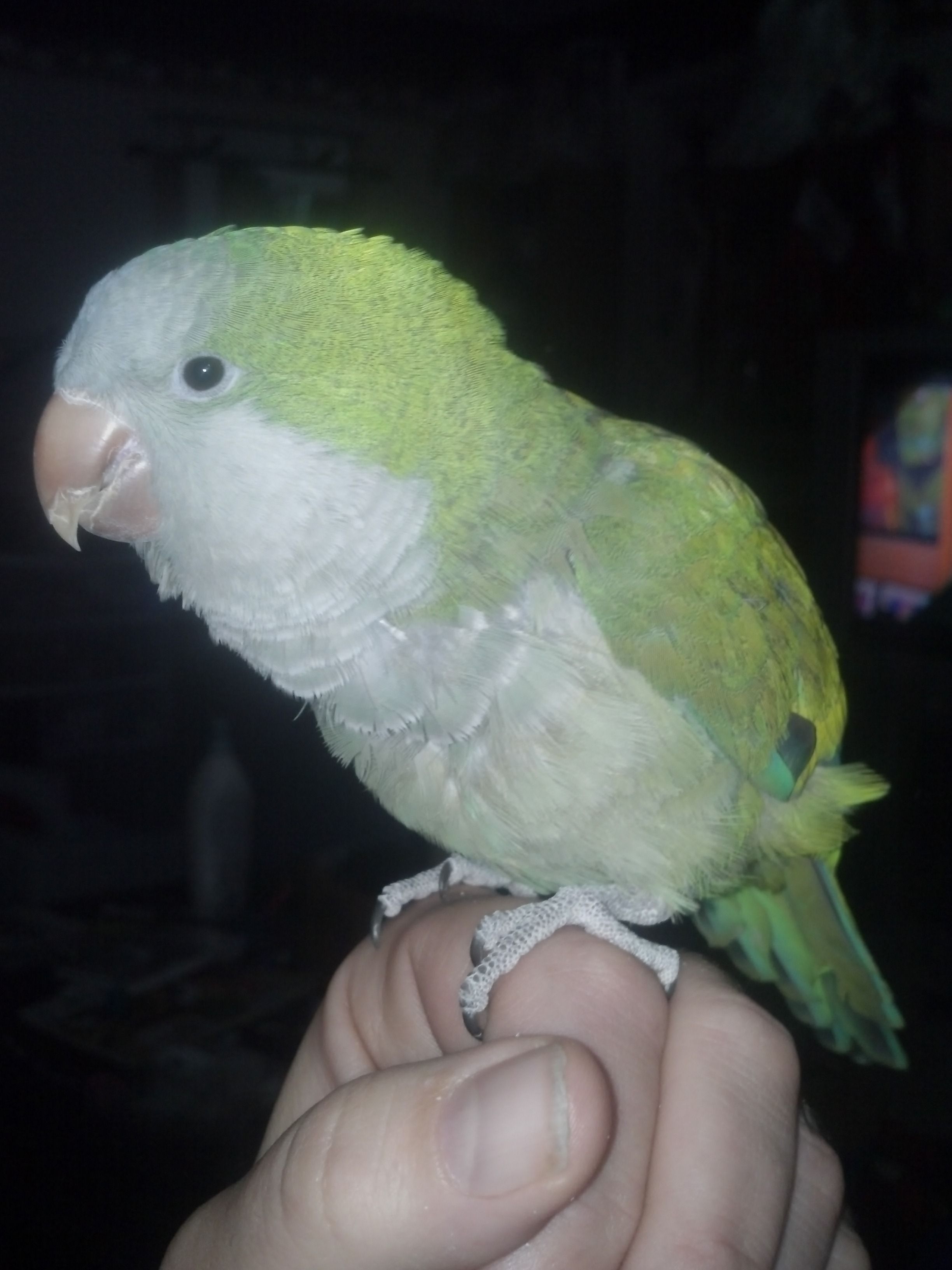 Kiwi 2yr Old Male Quaker