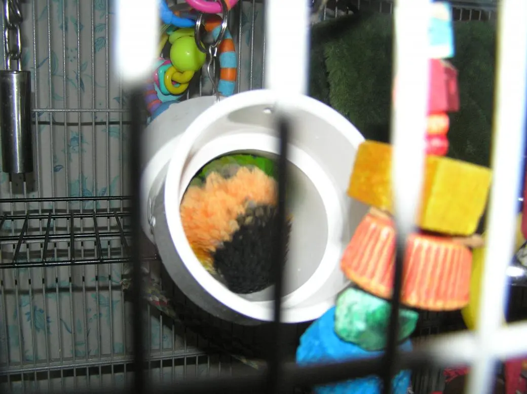 leroy sleeping in pvc pipe July 2011 003.webp