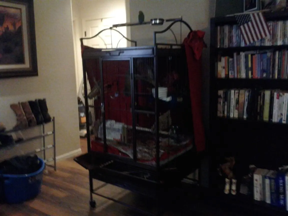 Lina New Cage 1.webp