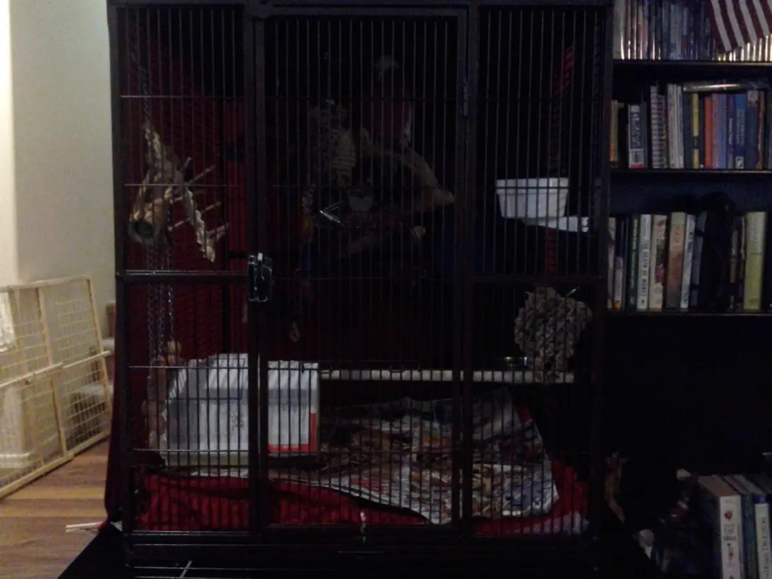 Lina New Cage 2.webp