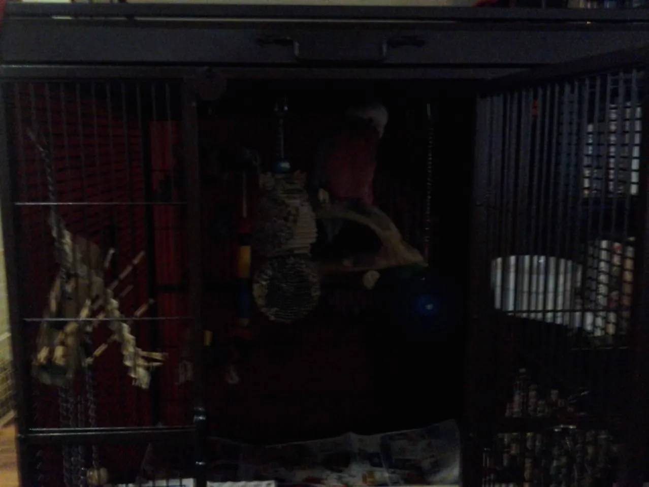 Lina New Cage 3.webp