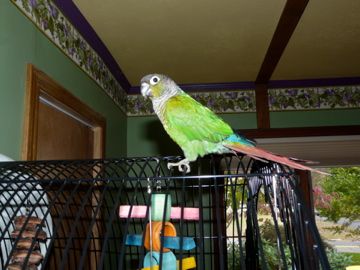 Luigi The Green Cheek Conure