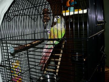 Luigi The Green Cheek Conure