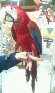 macaw.webp