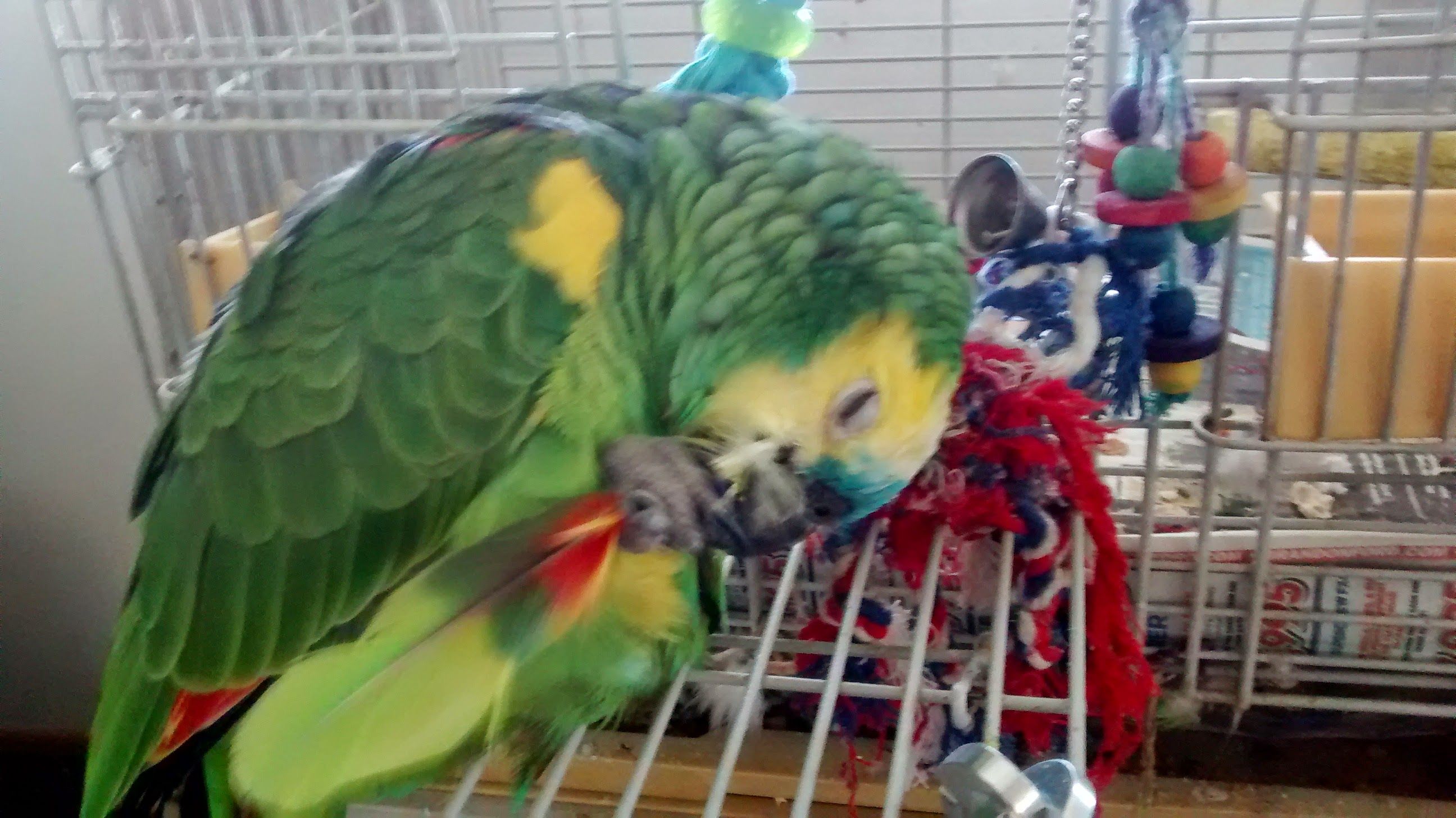 Mackster Scritching Himself