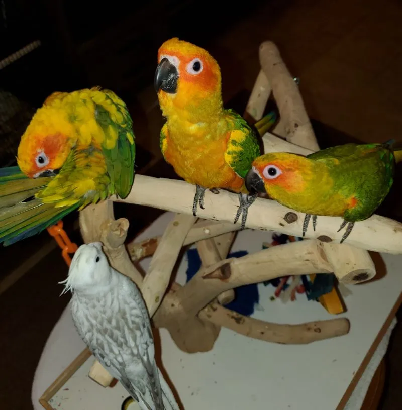 Mango, Rio, Cosmo, and Auzzie the tiel.webp