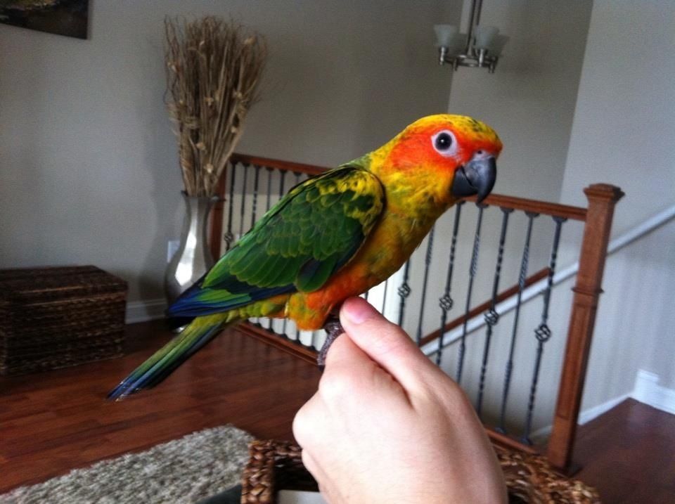 Mango