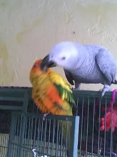 Maui and KiKi kissing.webp