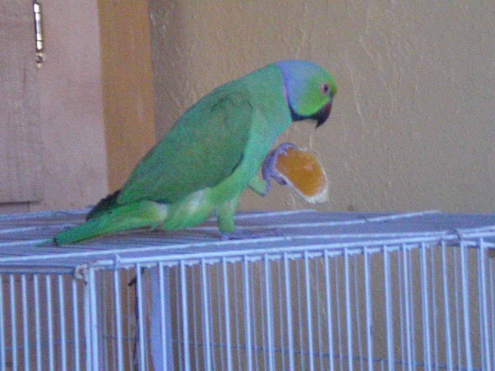 My 2 Parrots