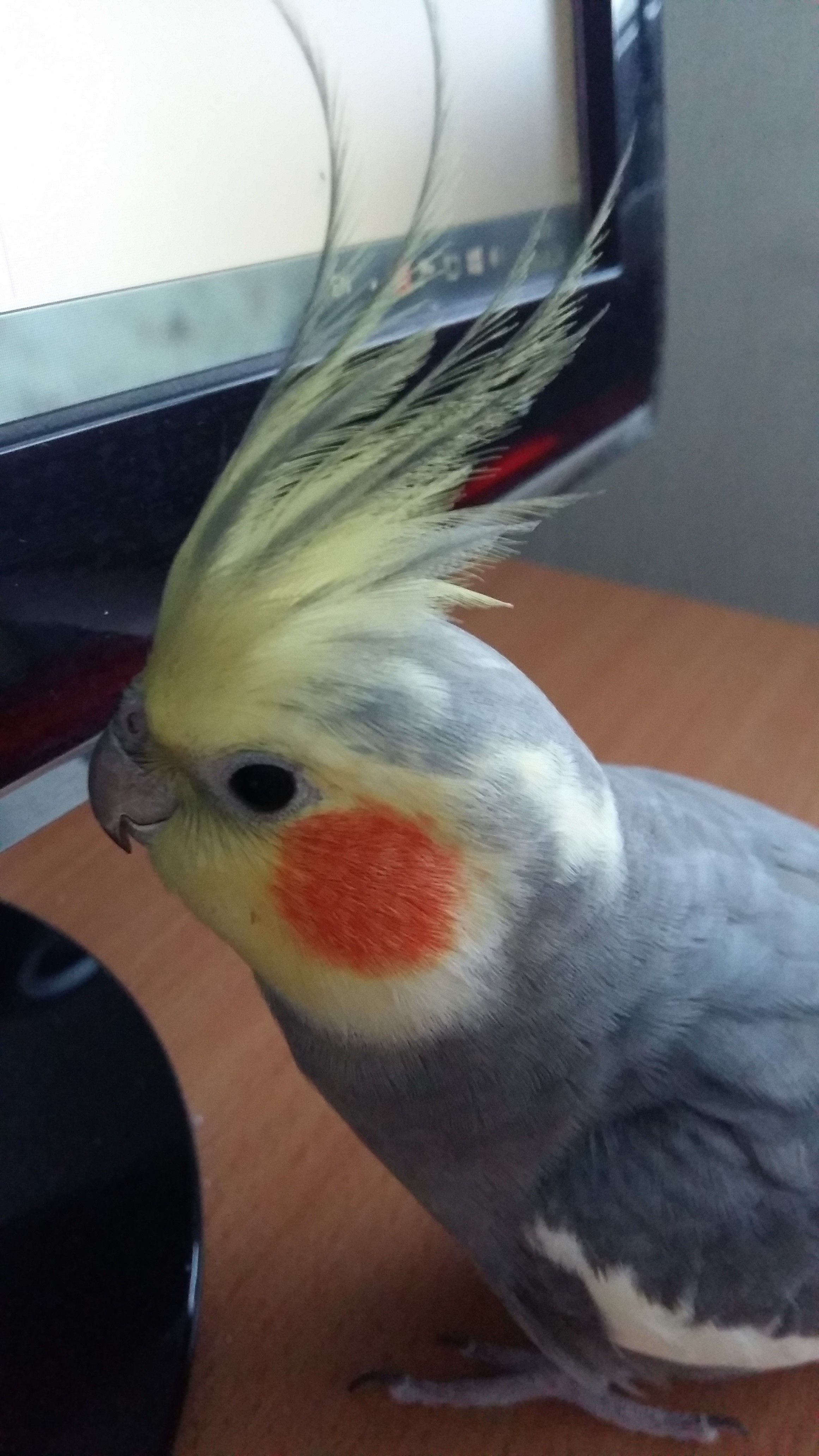 My Cockatiel