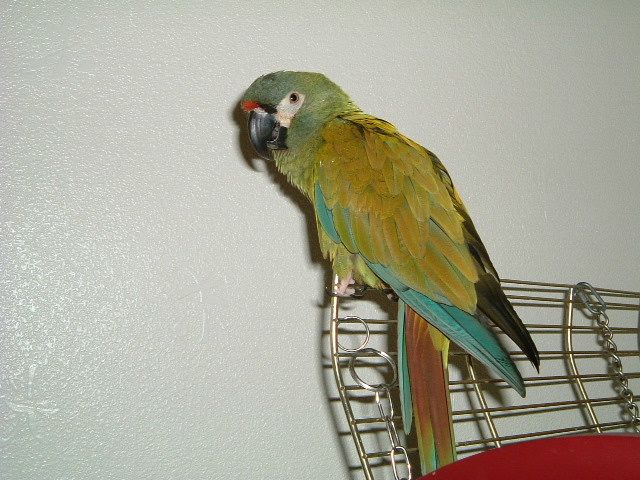 my cracker illigers macaw