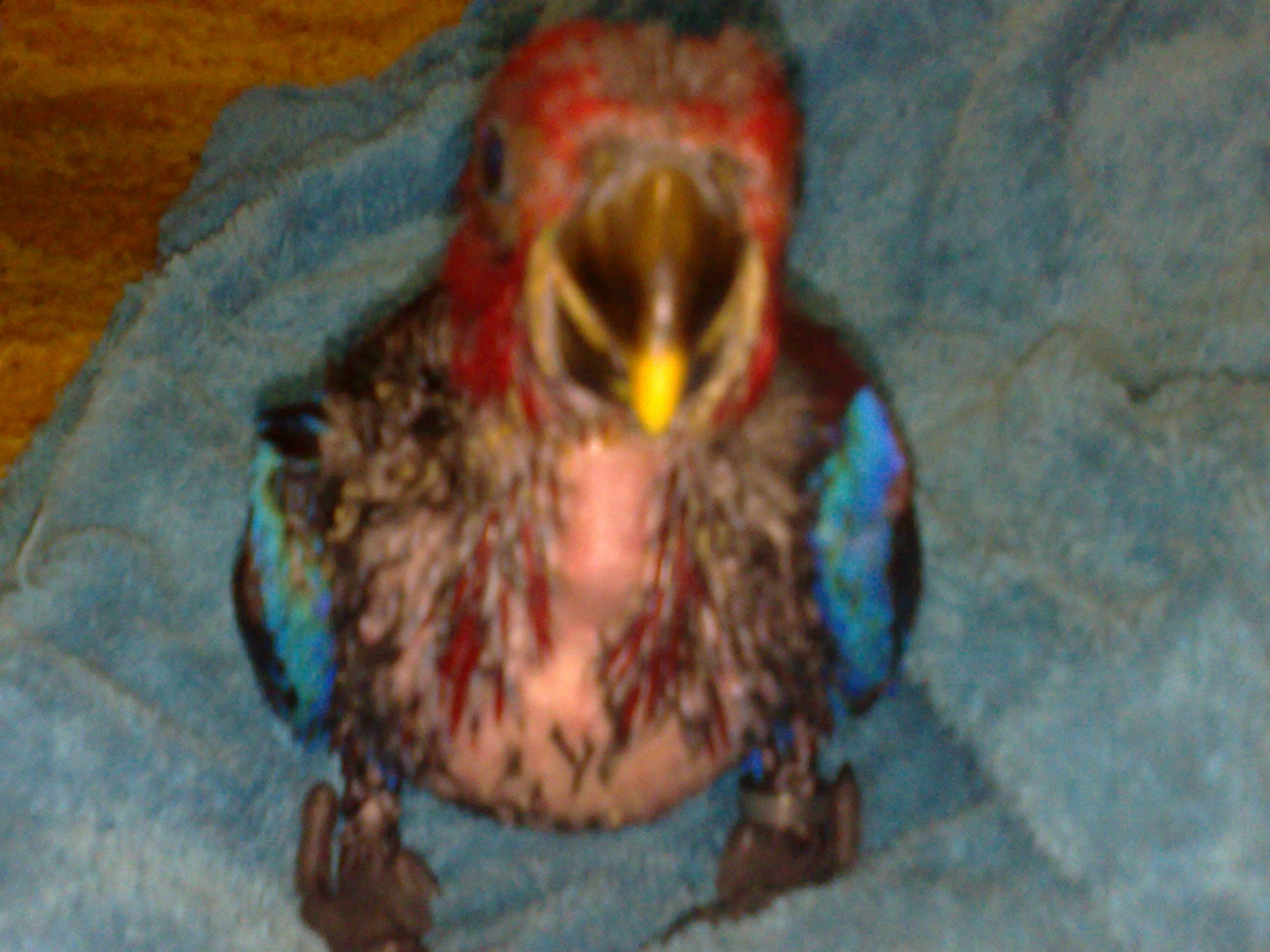 My Eclectus Eckie When I First Got Her