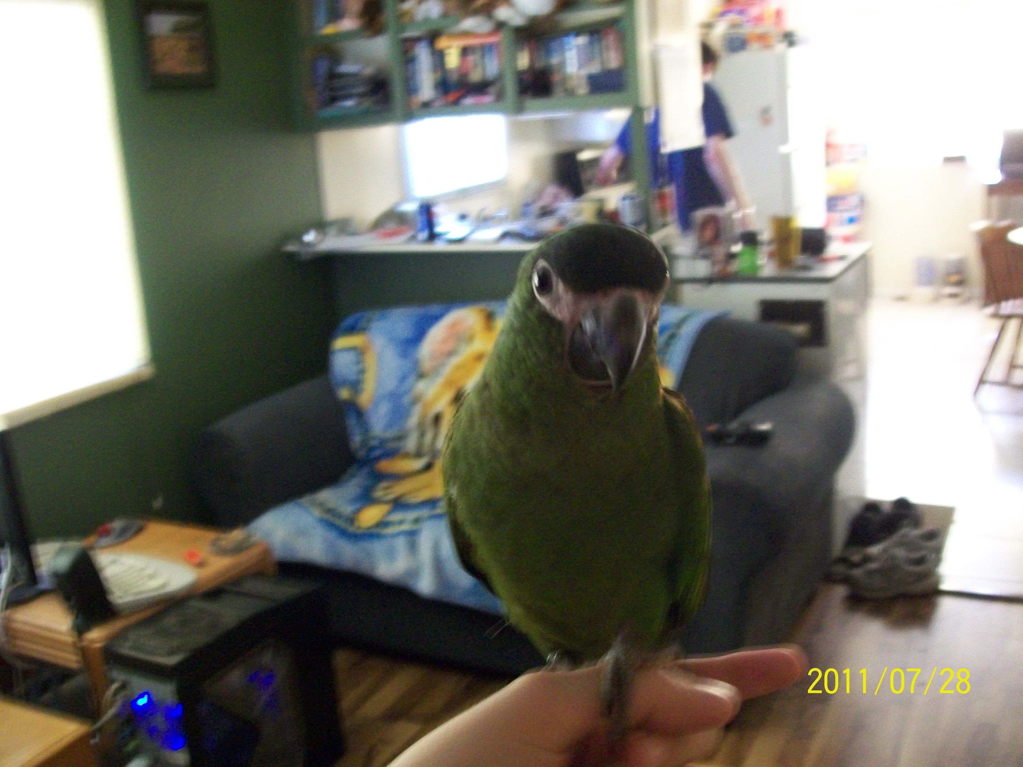 My Hahns Macaw