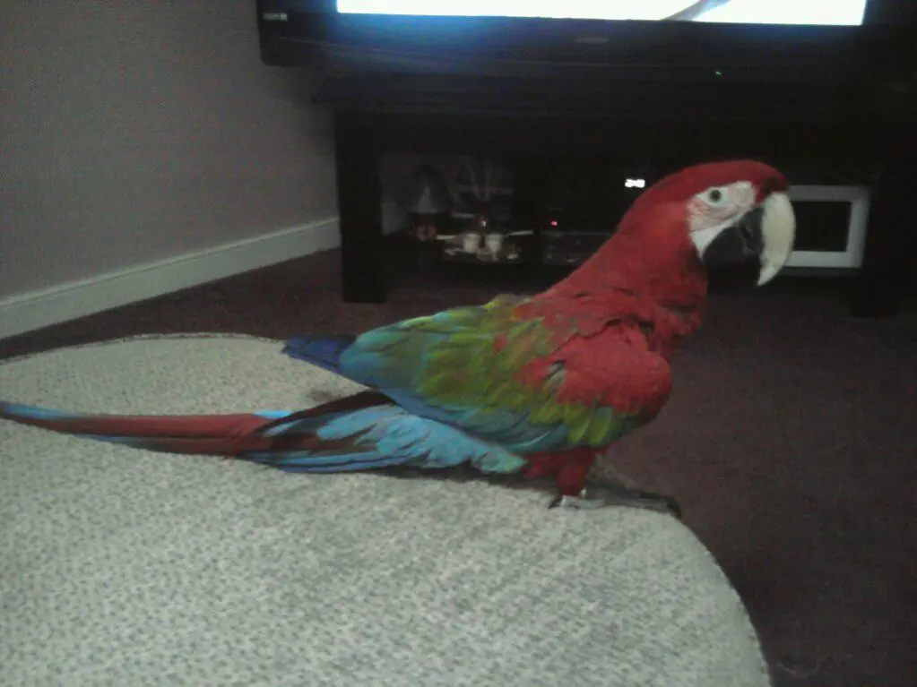 Neleno enjoying the T.V. He loves when fast things shoot across the screen and says What's that.webp