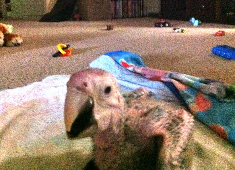 Our Baby Male Greenwing Hatchdate 6/2/12