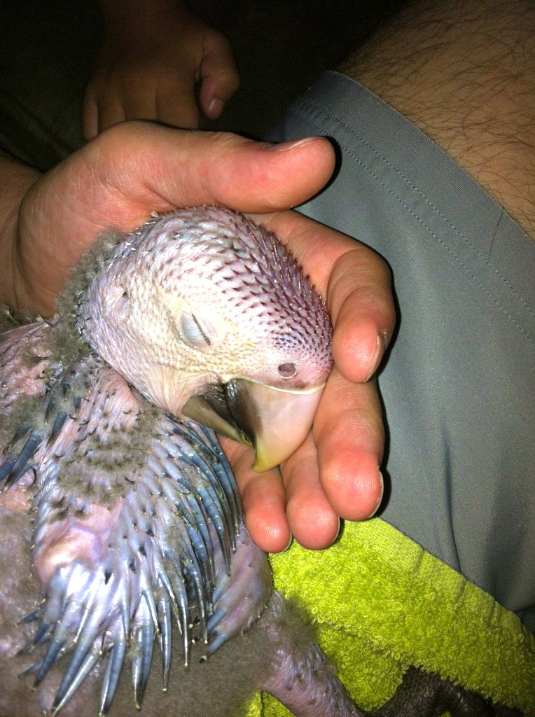 Our Baby Male Greenwing Hatchdate 6/2/12