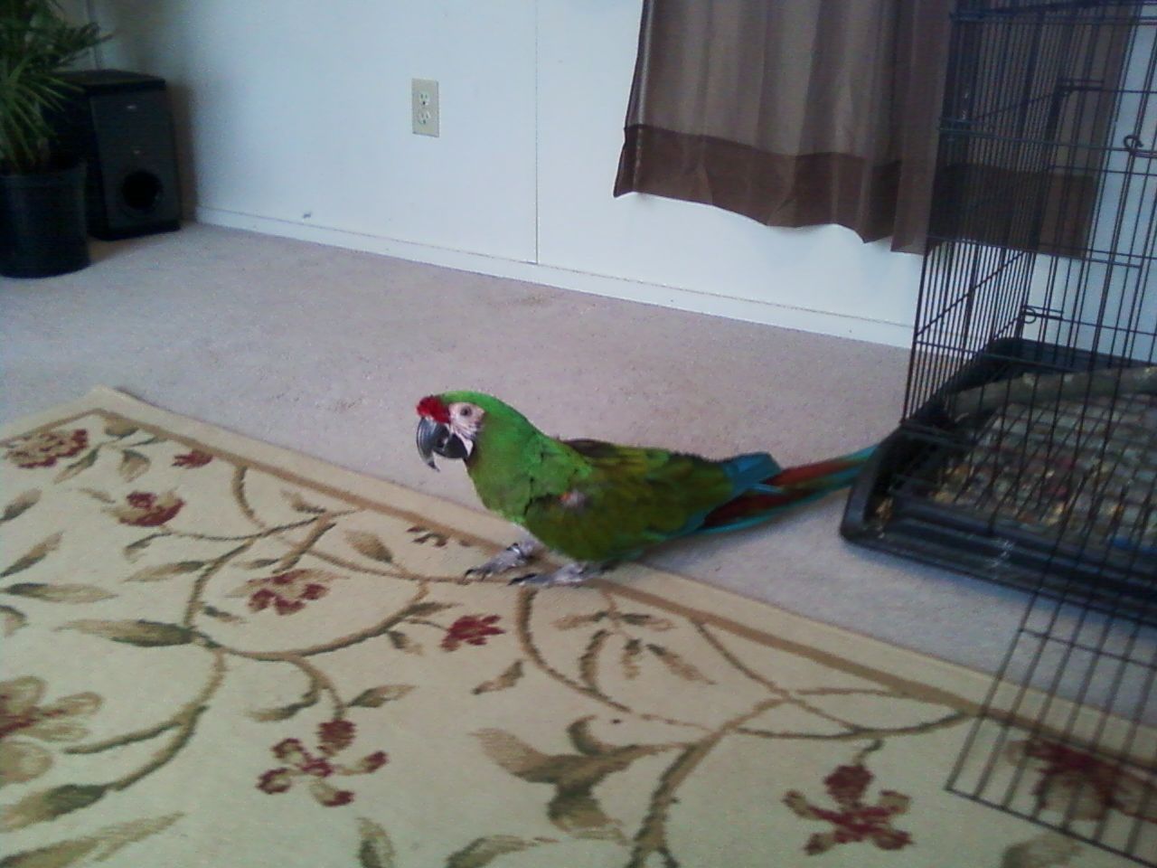 Our Military Macaw Maximillion(max)