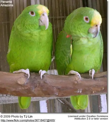 panamaamazonparrots.webp