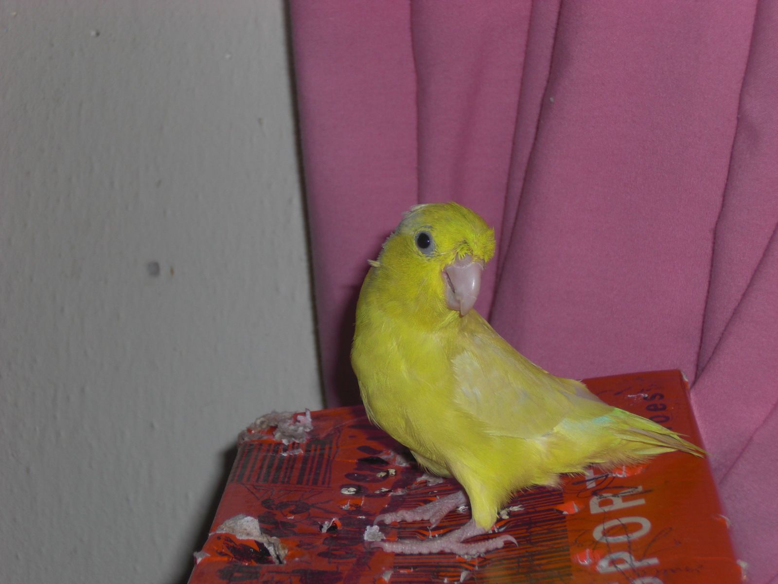 Paquito My Small Parrotlet