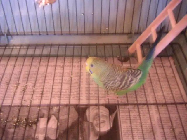 parrot 011 small.webp