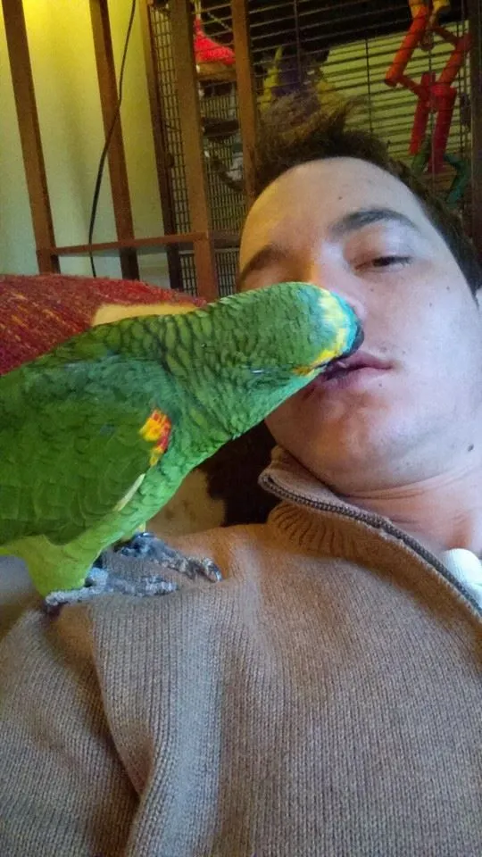 parrot kiss.webp