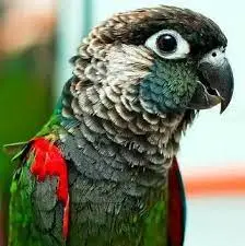 Pearly conure.webp