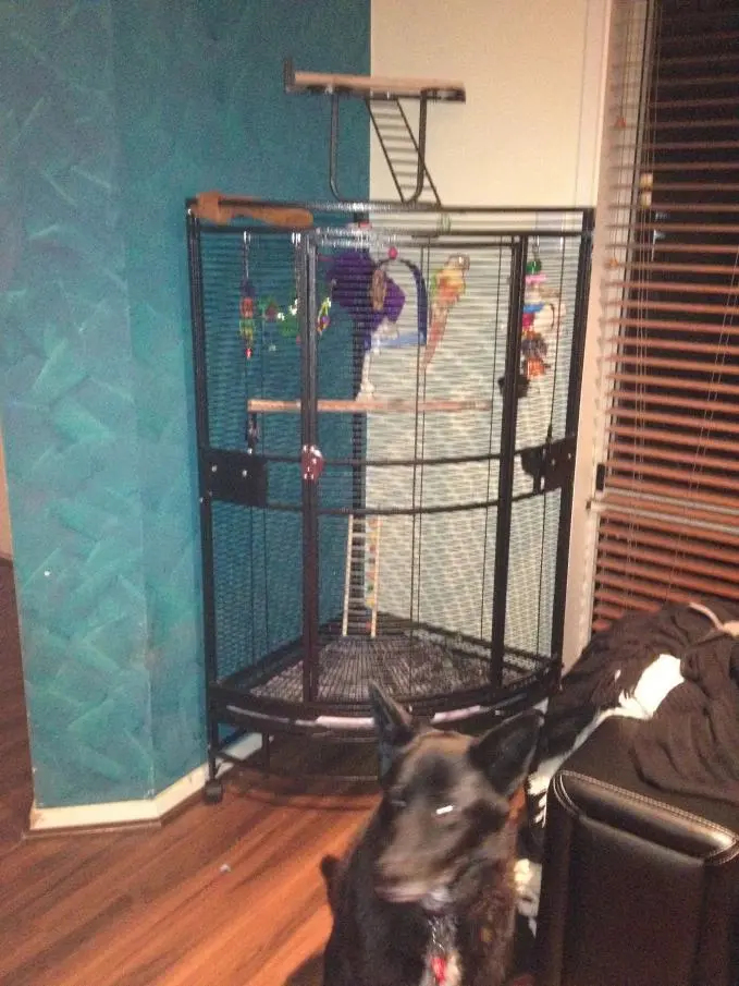 Percy's cage.webp