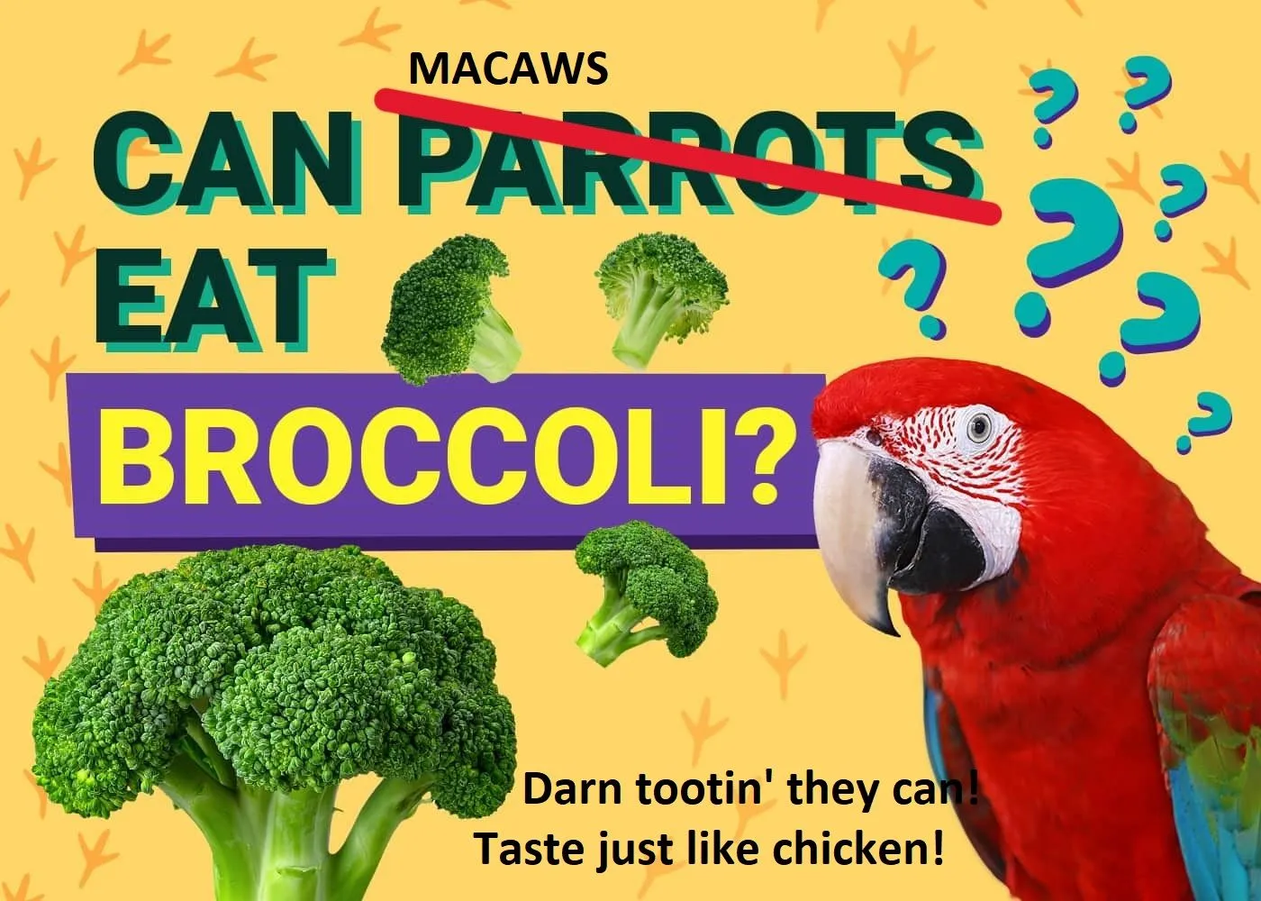 PetKeen_Can-Parrots-Eat_broccoli.webp