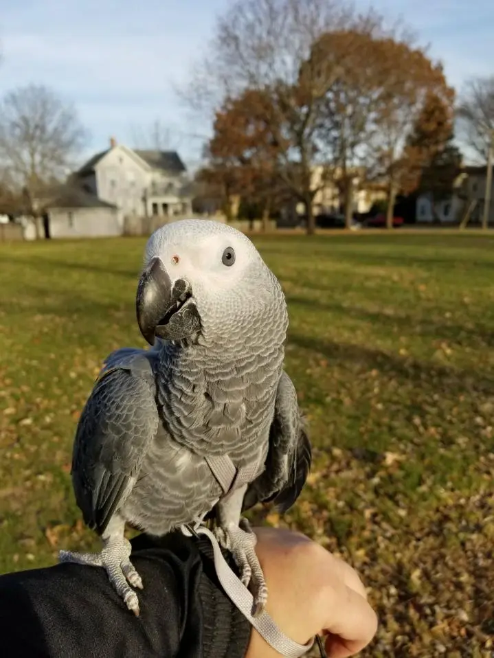 PF Gus On Harness.webp