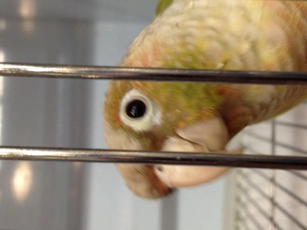 pineappleconure5.webp