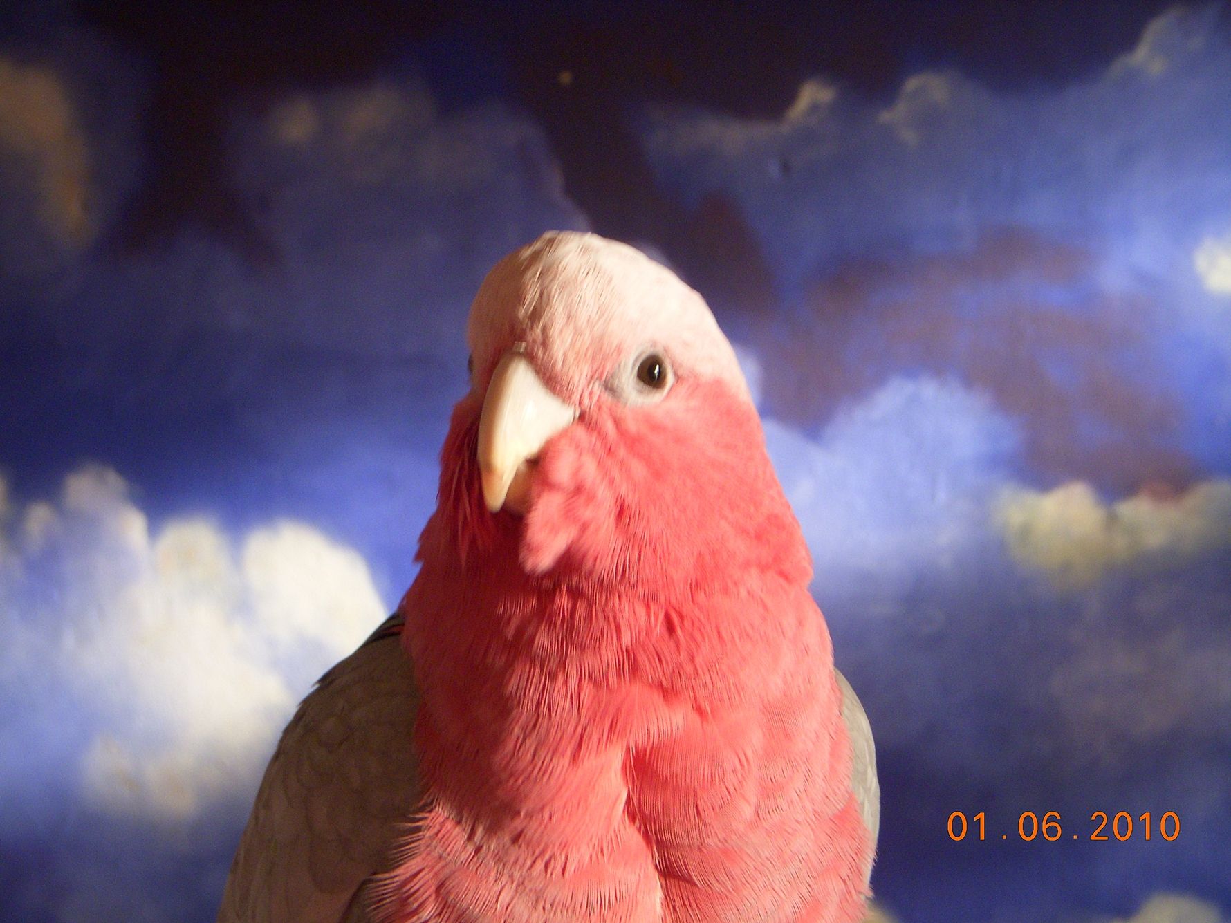 Pinky In Cloud Nine