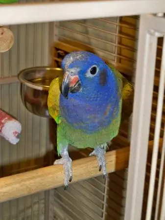 pionus.webp